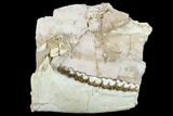 Oreodont (Merycoidodon) Jaw Section - Wyoming #114029-1